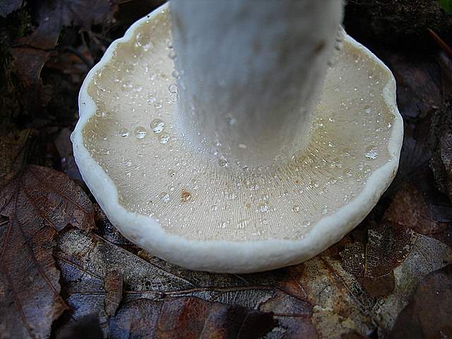 I  Funghi  della  faggeta  calcarea